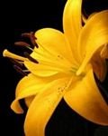 pic for yellow lilly